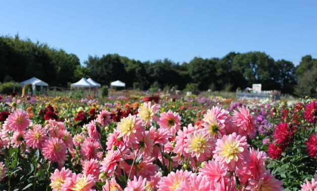 Ville de Cormeilles-en-Parisis - 🪴 BOURSE AUX PLANTES 🪴 Venez échanger  vos graines, végétaux, bulbes, conseils, en toute convivialité, le samedi 8  octobre de 9h à 13h aux Bois Rochefort 𝟭 𝗽𝗹𝗮𝗻𝘁𝗲