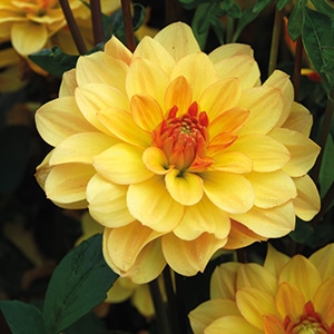 dahlia-cancun-jaune