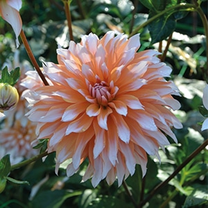 dahlia-alpesini-orange