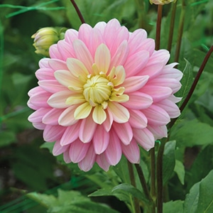 dahlia-bel-amour-rose
