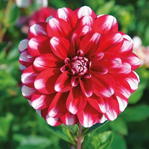 dahlia-jamaica-rouge