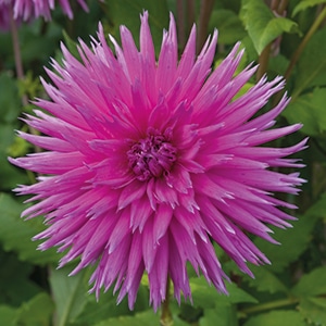 dahlia-galaxie-violet