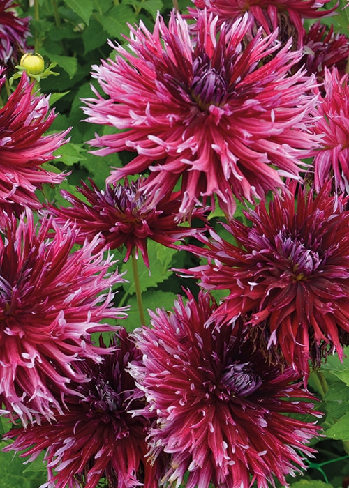dahlia-colorama-violet