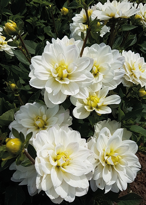 dahlia-buisson-montreuil-blanc