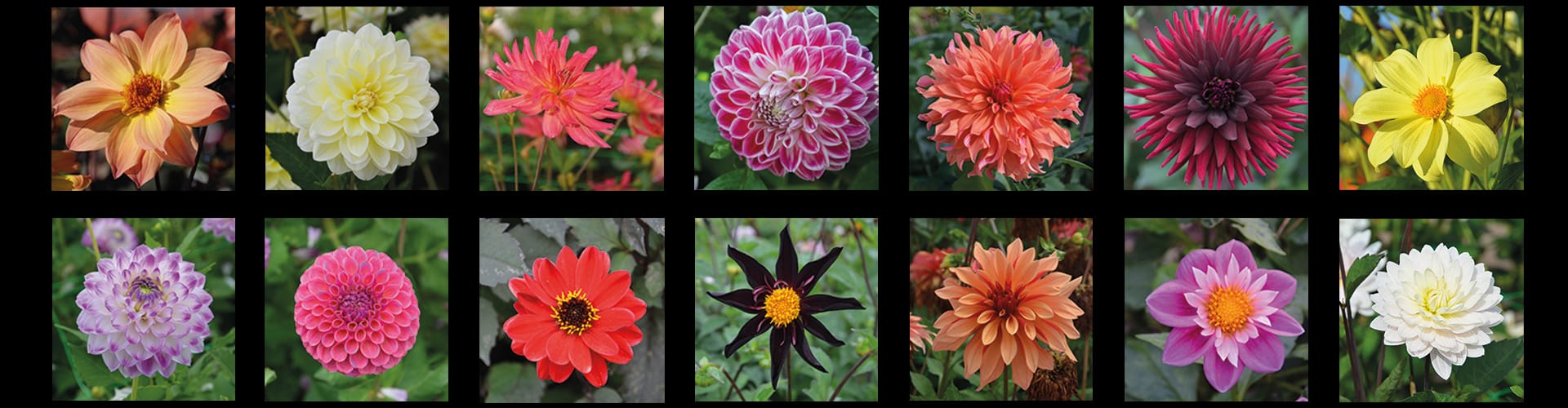 variétés-dahlias